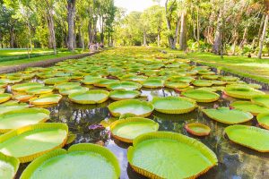 giant water lilies found at Pamplemousses Botanical Garden Mauritius
