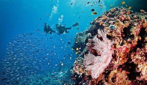 people diving to discover new coral and fish